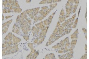 ABIN6276507 at 1/100 staining Human pancreas tissue by IHC-P.