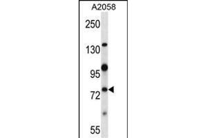 Mouse Nek8 Antibody (C-term) (ABIN657848 and ABIN2846809) western blot analysis in  cell line lysates (35 μg/lane). (NEK8 antibody  (C-Term))