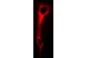 Immunofluorescent analysis of SNAP-gamma staining in U2OS cells. (NAPG antibody)