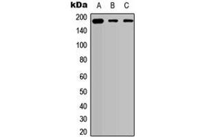 Western blot analysis of Collagen 5 alpha 2 expression in HEK293T (A), A549 (B), PC12 (C) whole cell lysates.