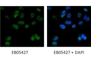 Immunofluorescence (IF) image for anti-Death-Associated Protein 3 (DAP3) (C-Term) antibody (ABIN184743)