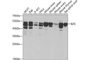 Western blot analysis of extracts of various cell lines, using ILF2 antibody (ABIN6128089, ABIN6142416, ABIN6142418 and ABIN6221585) at 1:1000 dilution. (ILF2 antibody  (AA 1-280))