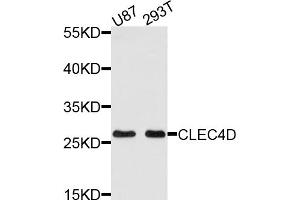 Western blot analysis of extracts of various cell lines, using CLEC4D antibody (ABIN5971447) at 1/1000 dilution. (CLEC4D antibody)