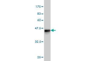 Paralemmin antibody  (AA 176-284)