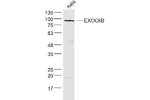 hela lysates probed with EXOC6B Polyclonal Antibody, Unconjugated  at 1:300 dilution and 4˚C overnight incubation. (EXOC6B antibody  (AA 721-811))