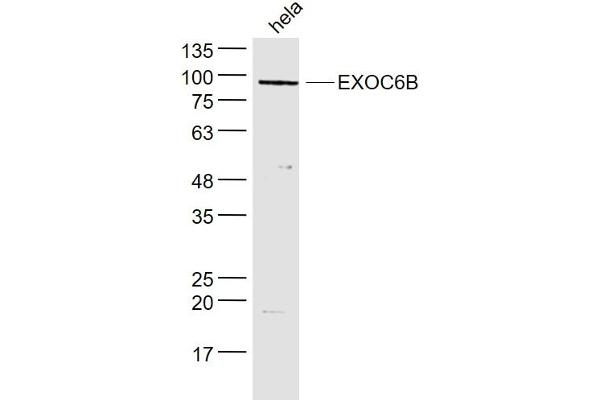 EXOC6B antibody  (AA 721-811)