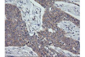 Image no. 1 for anti-Growth Arrest and DNA-Damage-Inducible, gamma (GADD45G) antibody (ABIN1497603) (GADD45G antibody)