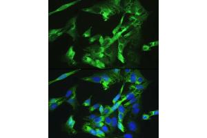 Immunofluorescence analysis of U-2OS cells using BMPR2 antibody  at dilution of 1:100. (BMPR2 antibody  (AA 27-150))