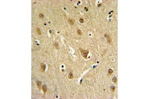 ST8SIA4 Antibody (Center) (ABIN653728 and ABIN2843035) IHC analysis in formalin fixed and paraffin embedded brain tissue followed by peroxidase conjugation of the secondary antibody and DAB staining. (ST8SIA4 antibody  (AA 186-214))