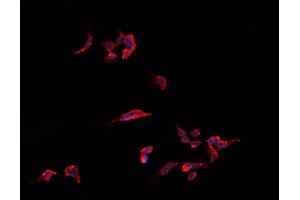ABIN6266773 staining HeLa  cells by IF/ICC. (TNFSF13 antibody  (Internal Region))