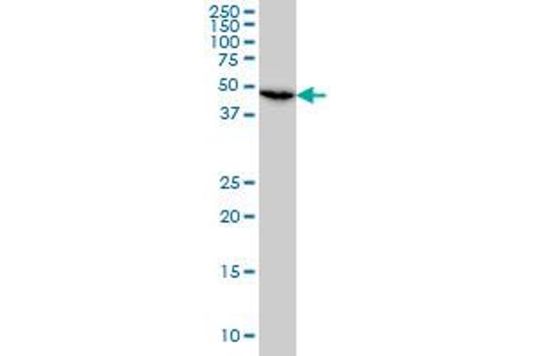 STK26/MST4 antibody  (AA 331-415)