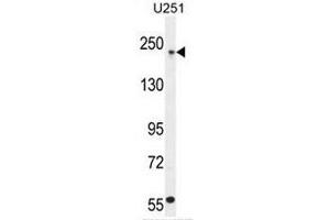 COL5A1 Antibody (N-term) western blot analysis in U251 cell line lysates (35µg/lane). (Collagen Type V antibody  (N-Term))