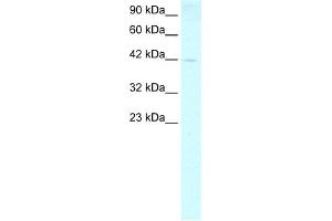 WB Suggested Anti-FOXP1 Antibody Titration:  0. (FOXP1 antibody  (N-Term))