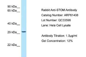 Western Blotting (WB) image for anti-Stomatin (STOM) (C-Term) antibody (ABIN2788794) (Stomatin antibody  (C-Term))