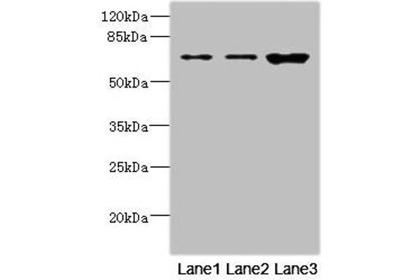 SNX18 antibody  (AA 449-628)