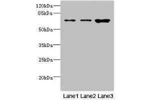 Western blot All lanes: SNX18 antibody at 1. (SNX18 antibody  (AA 449-628))