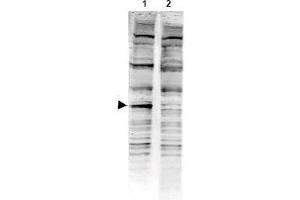 Image no. 1 for anti-PARK2 Co-Regulated (PACRG) (AA 204-215) antibody (ABIN401250) (PACRG antibody  (AA 204-215))