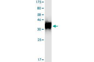 Image no. 2 for Tumor Necrosis Factor Receptor Superfamily, Member 1B (TNFRSF1B) (AA 23-257) protein (His-DYKDDDDK-Strep II Tag) (ABIN1323182)