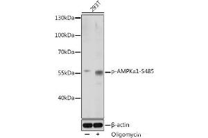 Western blot analysis of extracts of 293T cells using Phospho-AMPKα1(S485) Polyclonal Antibody at dilution of 1:1000. (PRKAA1 antibody  (pSer485))