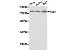 Western Blotting (WB) image for anti-Fatty Acid Synthase (FASN) antibody (ABIN1872661) (Fatty Acid Synthase antibody)