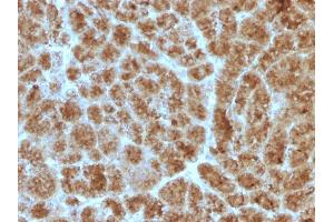 Formalin-fixed, paraffin-embedded human Pancreas stained with CELA3B Mouse Monoclonal Antibody (CELA3B/1257) (Elastase 3B antibody  (AA 82-238))