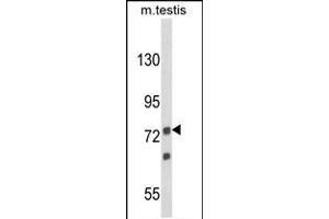 Western blot analysis of ANGEL1 Antibody (C-term) (ABIN652892 and ABIN2842577) in mouse testis tissue lysates (35 μg/lane). (ANGEL1 antibody  (C-Term))