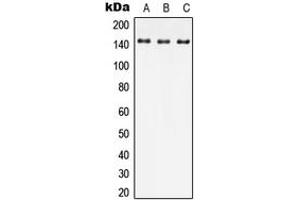 Western blot analysis of JIP4 expression in HEK293T (A), Raw264. (SPAG9 antibody  (Center))