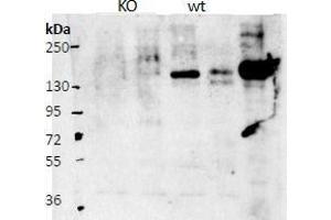 ABIN5539513 (0. (Contactin 4 antibody  (AA 160-172))