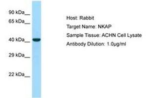 Image no. 1 for anti-NFKB Activating Protein (NKAP) (C-Term) antibody (ABIN6750029) (NKAP antibody  (C-Term))