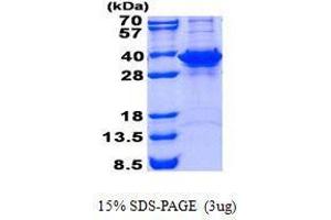 Figure annotation denotes ug of protein loaded and % gel used. (FN3KRP Protein)