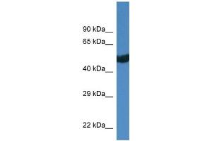 WB Suggested Anti-Thra Antibody   Titration: 1. (THRA antibody  (C-Term))