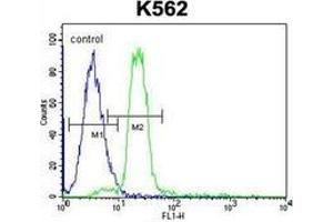 Flow Cytometric analysis of K562 cells using HBA2 Antibody (Center) Cat. (HBA1 antibody  (Middle Region))