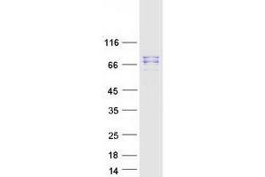 Validation with Western Blot (MAD1L1 Protein (Transcript Variant 1) (Myc-DYKDDDDK Tag))