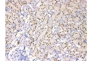 IHC testing of FFPE rat kidney with ADK antibody at 1ug/ml. (ADK antibody)