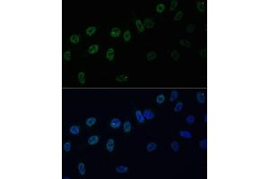 Immunofluorescence analysis of U-2 OS cells using HNRPAB antibody (ABIN7267625) at dilution of 1:100. (HNRNPAB antibody  (AA 1-285))