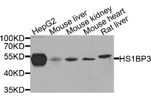 Western blot analysis of extract of various cells, using HS1BP3 antibody. (HS1BP3 antibody)