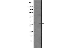 GHSR antibody  (N-Term)