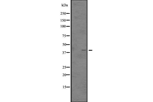 GHSR antibody  (N-Term)