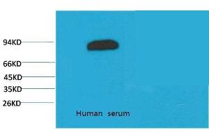 Western Blot (WB) analysis of Human Serum with Transferrin Mouse Monoclonal Antibody diluted at 1:2000. (Transferrin antibody)