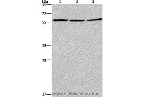 Western blot analysis of Jurkat, 231 and Hela cell, using CCNB1 Polyclonal Antibody at dilution of 1:300 (Cyclin B1 antibody)