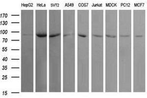 Image no. 2 for anti-Ubiquitin Specific Peptidase 16 (USP16) (AA 137-466) antibody (ABIN1490917) (USP16 antibody  (AA 137-466))