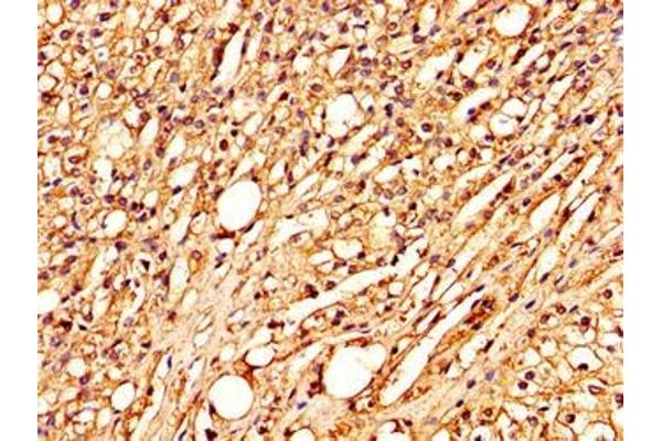 COLEC10 antibody  (AA 28-277)