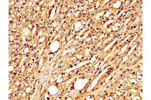 IHC image of ABIN7148285 diluted at 1:300 and staining in paraffin-embedded human adrenal gland tissue performed on a Leica BondTM system.