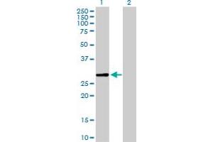 Western Blot analysis of SCGN expression in transfected 293T cell line by SCGN MaxPab polyclonal antibody. (SCGN antibody  (AA 1-276))