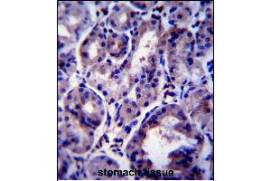 SNX24 Antibody (Center) (ABIN658017 and ABIN2846955) immunohistochemistry analysis in formalin fixed and paraffin embedded human stomach tissue followed by peroxidase conjugation of the secondary antibody and DAB staining. (SNX24 antibody  (AA 86-113))