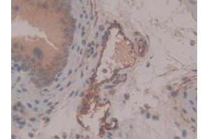 DAB staining on IHC-P; Samples: Mouse Testis Tissue (CD13 antibody  (AA 720-961))