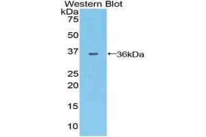 Detection of Recombinant DISP1, Mouse using Polyclonal Antibody to Dispatched Homolog 1 (DISP1) (DISP1 antibody  (AA 1141-1435))