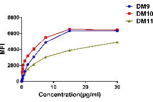 Affinity ranking of different Rabbit anti-CS1 mAb clones by titration of different concentration onto Raji cells. (Catalase antibody  (AA 23-226))