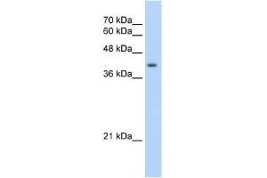 WB Suggested Anti-UROD Antibody Titration:  2.