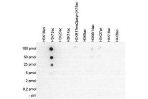 Cross reactivity test using the Histone H3 (K18ac) antibody.